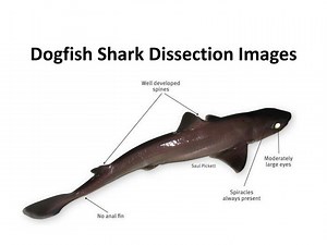 Dogfish Shark Dissection Images - SlideServe