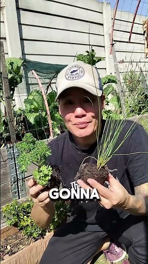 How to Grow Herbs from Seed | Easy Step-by-Step Guide for Beginners 🌿