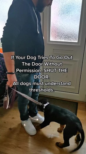 Effective Dog Training Techniques for Puppies