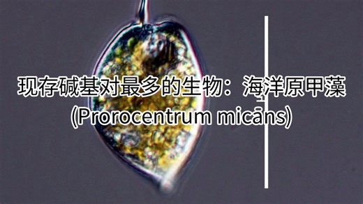 现存碱基对最多的生物：海洋原甲藻(Prorocentrum micans)