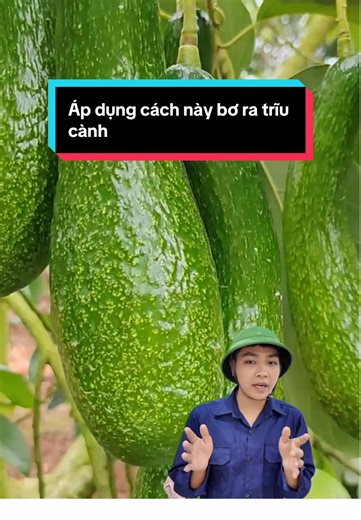 Trồng bơ mãi không cho ra quả , ít quả bà con áp dụng 3 cách này quả ra trĩu cành#nôngnghiệp #meọhaycuộcsống #mẹovặt #câygiống #bơ