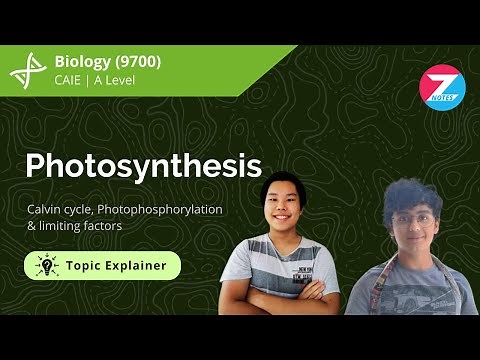 Photosynthesis | A Level Biology | Topic Explainer - ZNotes