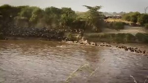 21 reactions · 11 shares | This year's crossing is shaping up to be one of the greatest. As per our predictions, we might have a late August to Sept crossings sightings in both Serengeti and Masai Mara. Keep tuned for more updates and sightings. www.discoverafricawildlife.com | The Wildebeest Sightings | Facebook