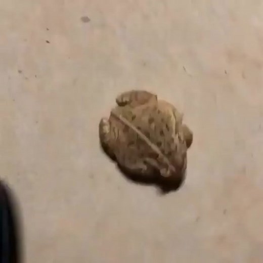 #fypシ#fyp#ranita#sapo#pet#animal#exoticpets#zoo #frog#frogs#frogsoftiktok#froggies#phrog#animals#animalsoftiktok#monkeyfrog#frogspawn#spawn#pet#petfrog#amphibians#reptile#bug#bugs#froggy#frogsontiktok#dumpy#dumpytreefrog#dumpytreefrogs#frogsoundchallange#frogsong#exoticpets #toad#toads#toadsoftiktok#tadpoles#frogeggs#budgettsfrog#pacmanfrog#rainfrog#milkfrog#pixiefrog#bullfrog#bullfrogs#glassfrog#greenfrog#hornedfrog#ribbit#creek#water#stream#river#lake#pond#bog#nature#africanbullfrog#african