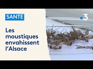 Les moustiques envahissent l'Alsace : "c'est une année très intense'"