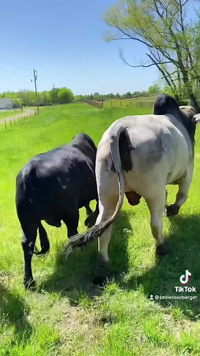 301K views · 6.7K reactions | Casper is coming along! | Chad Berger Bucking Bulls | Facebook