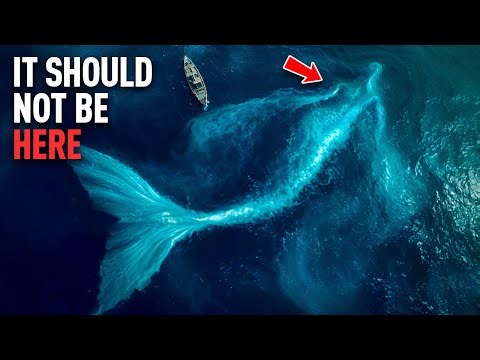 Real Mermaid Evidence Found in the Most Unexpected Places