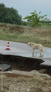 Vertical video of dog standing near collapsed road. Traffic cone warns of damage. Destruction of asphalt road surface after tsunami and earthquake. Informing and warning drivers about dangerous area.