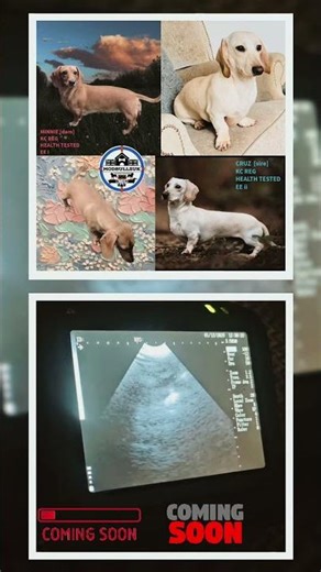 Miniature dachshund #dogs #dog #puppy #puppies #fyp #comingsoon #home #family #friends #pets #pet