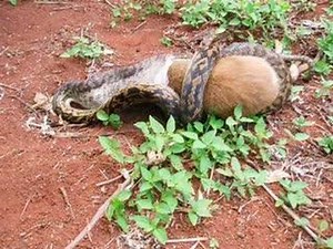 Snake VS Kangaroo