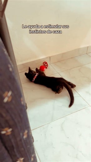 El error que todos cometen con sus gatos 😳