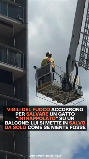 amoreaquattrozampe.it on Instagram: "Un gatto immobile sul bordo esterno di un balcone, a diversi piani d'altezza, ha fatto scattare l’allarme a Brisbane. Il video, pubblicato su Reddit dall’utente Supermantis, mostra l’arrivo dei vigili del fuoco con autoscala e gru, mentre due squadre si mobilitano come per un vero salvataggio in grattacielo. Per raggiungerlo, viene persino rimosso un palo davanti a un hotel di lusso. L’animale, impassibile sotto gli occhi dei passanti, attende l’intervento. M