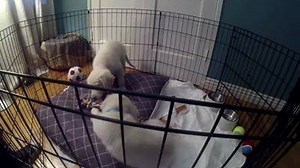 587K views · 3.4K reactions | Two puppies, a chew toy and an epic...