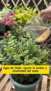 5 tipos de agua esenciales que debes conocer al cultivar flores en casa#gardening #garden #garde | Pasa-La Voz | Facebook