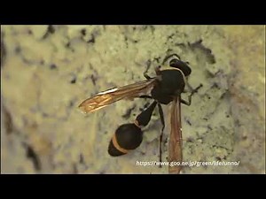 スズバチの巣作り