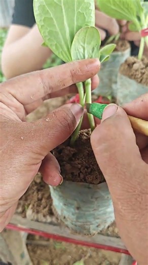 Spring Seedling Care, Summer Melon Harvest