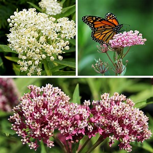 Swamp Milkweed Collection, Asclepias incarnata | High Country Gardens