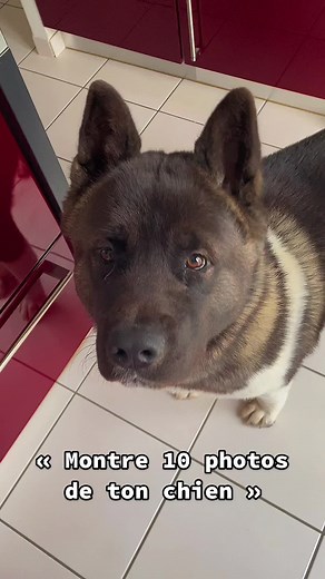 #akitaamericano#akita#akitadog#akitadoglife#akitadoggy#akitapuppy#akitapuppyoftiktok#akitalifestyle#akitaworld#akitaworldwide#dogsoftiktok#dog#pourtoi#tiktok#funny#funnydog#funnyvideos#akitalove#cute#cutedog#CapCut