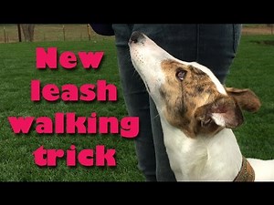 Does your dog PULL right after getting a treat? - Loose leash walking
