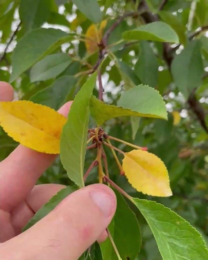 Leaf Scorch on Cherry Trees