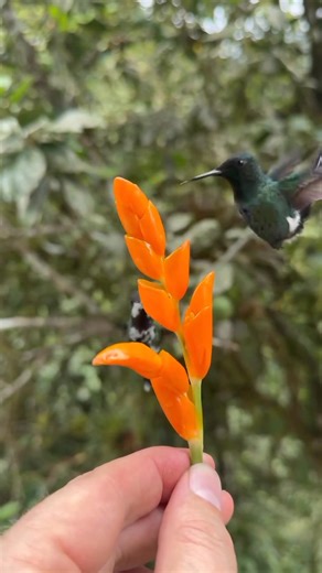 Just Beautiful🥰 | Hummingbird Friends