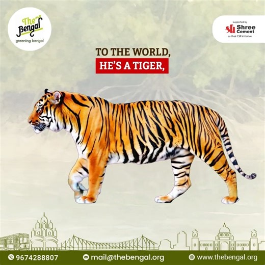 Roar for the Royal Bengal Tiger this World Tiger Day! These magnificent creatures, a vital part of our planet's biodiversity, need our unwavering support to thrive. Together, we can make a crucial difference in securing their future and protecting these iconic big cats. #TheBengal #RoyalBengalTiger #WorldTigerDay #Sundarbans #WestBengal #tigerwoods #SaveTigers | The Bengal