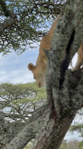 8.6K views · 27 reactions | Serengeti National Park in Tanzania  A...