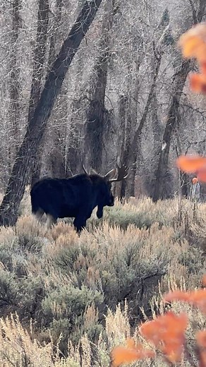 3.2K views · 211 reactions | Moose walking through the woods. Grand Teton National Park #moose | Holm On The Range | Facebook