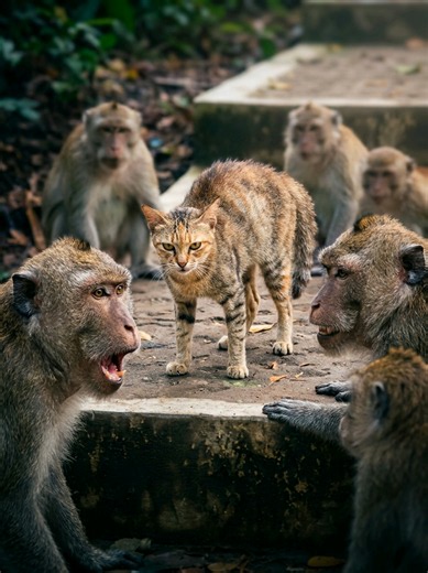 #الحياة_البرية #حيوانات #animals #fyp | animals