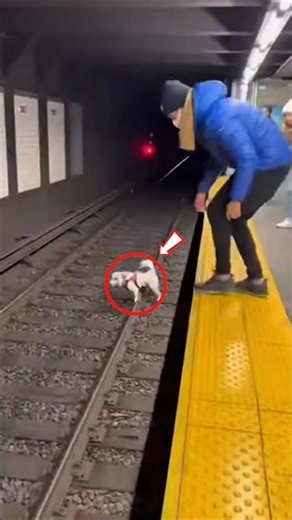 🚆He Risked His Life to Save a Puppy|🐶 #train#trainaccident#rescue#rescue#respect#subwaytrain