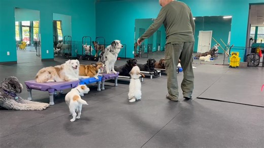 15 reactions · 3 comments | We work impulse control for the dogs in a down or in climb. They must await their turn. We rotate through the group. What dominant them to learn? - impulse control - listen for their turn or a command directed to them - learn to switch emotions from a clam sustained down to actively working - learn to work with minimal help from me | Harmony Canine | Facebook