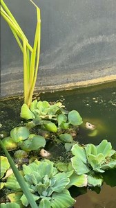 Hybino Red Ear Sliders #turtle #turtlewatching #turtleaquarium #aquarium #turtlehabitat #pets