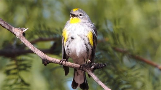6.8K views · 698 reactions | Good morning #Birds & #Nature! Yellow-rumped warbler singing (Setophaga coronata) Pacific, Atlantic coasts of the America, Central USA, Canada. | BIRDS & Nature | Facebook