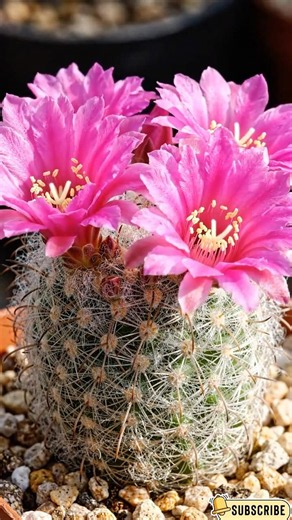 Tiny Rare Cacti With Unreal Pink Flowers 🌵🌸 Timelapse Bloom