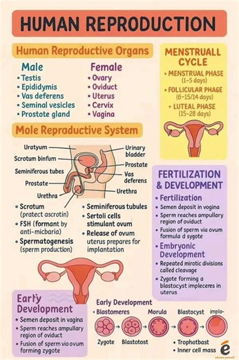 Human reproductive system #science #studytips