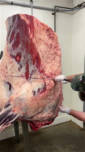 Seperating a Tajima Wagyu Beef Chuck from the Rib. 🔪🐂🥩 #butcher #butchering #tajima #beef #wagyu