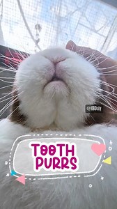 Closeup of Fini tooth purring to give you a little #MondayMotivation 😌😌😌 | OBDsity - Bunnies in a Bun dance