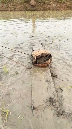 Why Is This Farmer Dragging a Ladder Through a Rice Field?
