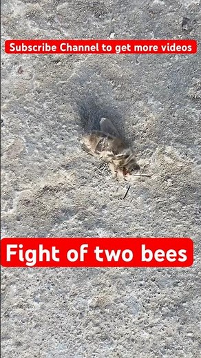 Bee Fight: Understanding Aggression in Bee Colonies - Fight of two bees || #beekeepingindia #viral