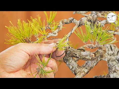 【盆栽講習会①】西川盆栽園主催・月例講習会を初公開！