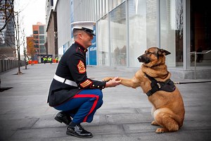 11M views · 178 reactions | SHE'S A HERO: As a Marine Corps explosives detection dog, she saved the lives of thousands of troops before she was wounded in Afghanistan. This week, she was awarded the highest honor. Here's Lucca's story (you'll fall in love with her, too. Turn up the volume.) Thank you, Lucca, for your service and sacrifice. MORE: FOX13news.com/news/118084114-story | FOX 13 News - Tampa Bay | Facebook
