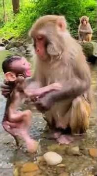 10 Best monkey bathing clips #monkeyvideo #monkeychallenge #babyanimal
