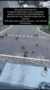 StreetdogsofBombay on Instagram: "Here comes the taste of karma! 😂 Faridabad’s Sainik Colony has officially turned into a Jungle Book chapter… the monkey menace is so bad that people are scared to even step out of their homes. And these are the same folks who once said “Remove the dogs, they’re a nuisance!”Well, guess what? Remove the dogs, and the monkeys will throw their grand parade right in! Dogs protect… monkeys overtake. The real security of the colony was always the dogs. . . . . #speakf