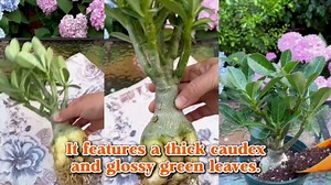 Live Desert Rose Plant, Adenium Obesum Desert Rose, Flowering Succulent, 4-7 Inches Tall for Indoor or Outdoor Planting (Red Desert Rose)