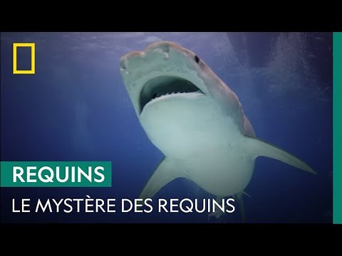 Les requins, plus grand mystère du triangle des bermudes