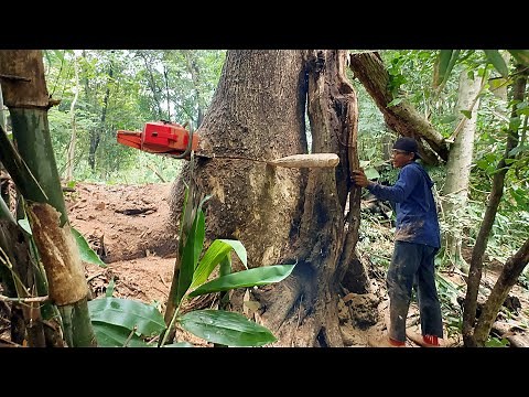 Woodcutting skills… Take down 2 huge trembesi trees, Husqvarna 3120xp.