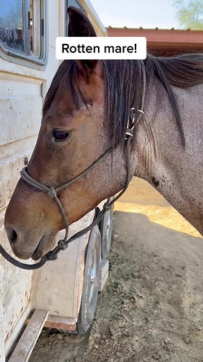 Managing Horse Pain: Banamine and Colic Aid