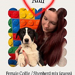 Manchester, CT - Collie/Shepherd (Unknown Type). Meet Ann a Pet for Adoption - AdoptaPet.com