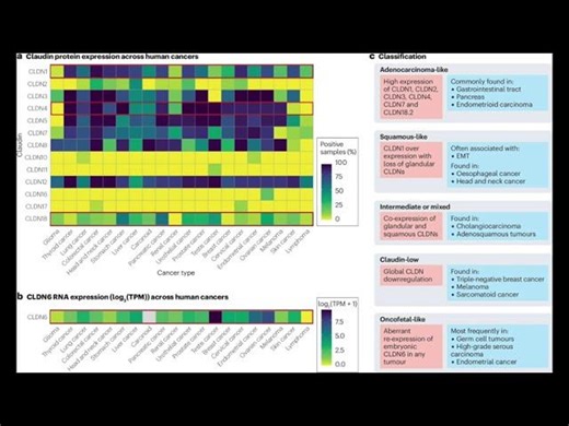 Claudin proteins as emerging therapeutic targets for solid tumours | Hung Trinh