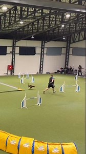 Apparently it makes sense to look where you are going 😂 Sorry Remix 🙋🙈 Enjoy the laugh, i will😂 Apart from a bruised toe, a weird muscle and headache im fine. #agilityfails #imtheproblem | Max Sprinz